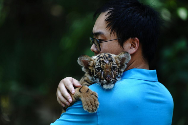 【焦点图】7月29日世界爱虎日 上海动物园饲养员呼吁大家爱老虎