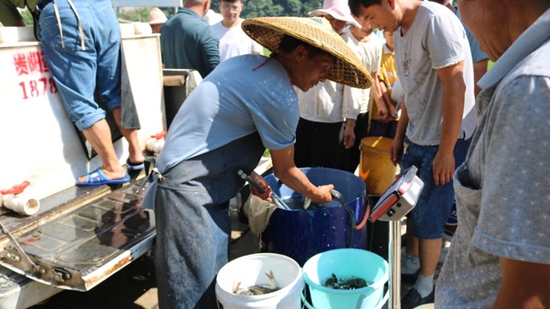 貴州修文六廣鎮：稻田養魚助增收 托起農民“致富夢”_fororder_20220728155712-4SQcpm-20220728114618-U5xnSX-