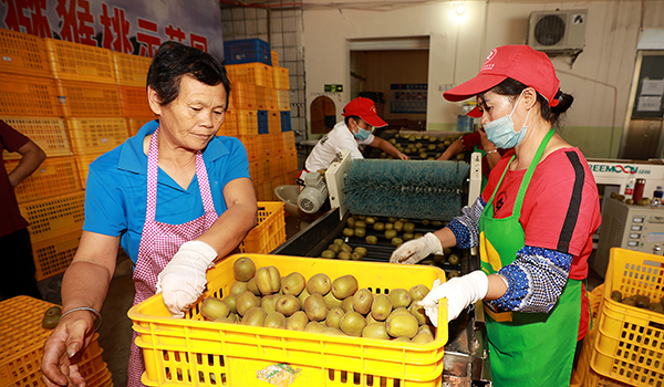 广西南丹：猕猴桃扶贫产业带动种植户致富