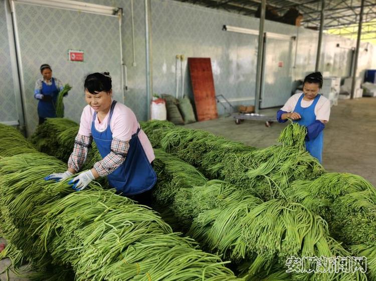 貴州紫雲：做強蔬菜産業 走穩脫貧之路