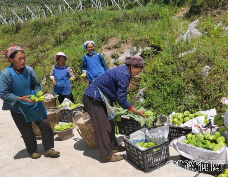 貴州紫雲：做強蔬菜産業 走穩脫貧之路