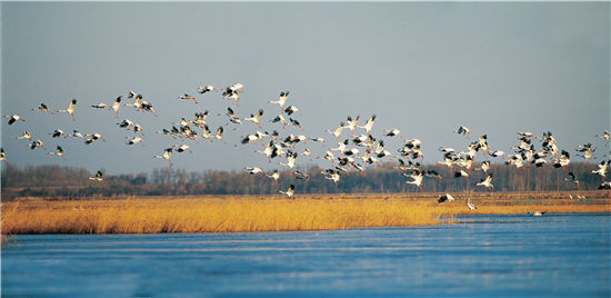 图片默认标题_fororder_莫莫格湿地的白鹤。