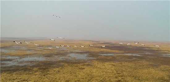 图片默认标题_fororder_波罗湖湿地停歇的白鹤。