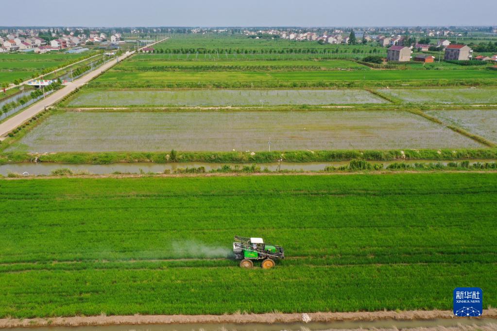 江蘇海門:農業提檔升級 助力鄉村振興