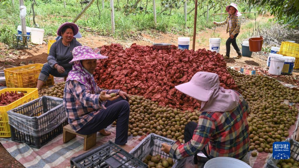 廣西融安：發展獼猴桃産業助農增收