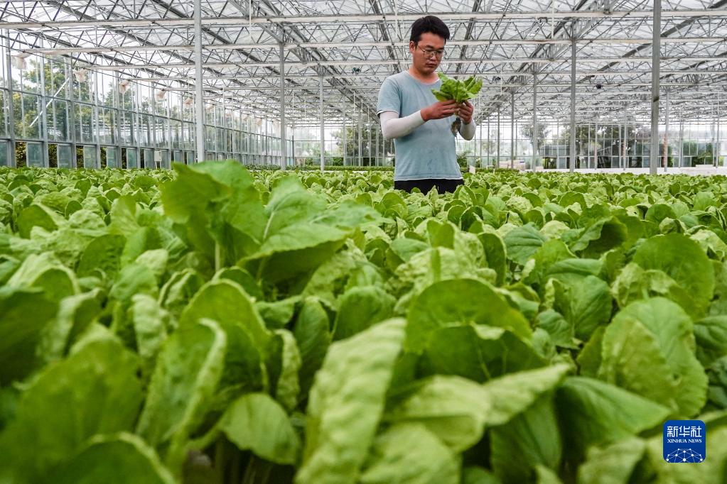 江蘇海門:農業提檔升級 助力鄉村振興
