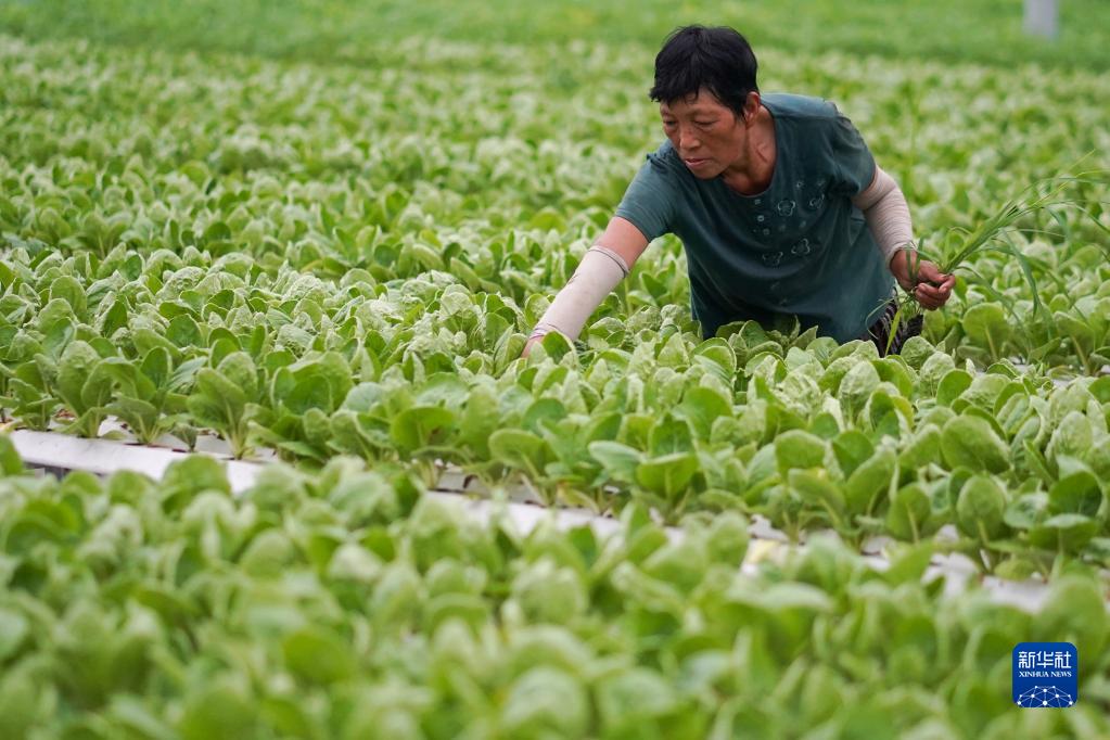 江苏海门：农业提档升级 助力乡村振兴