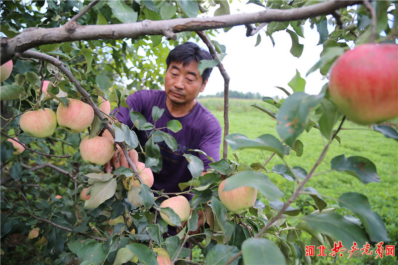 河北迁安：水果获丰收 果农笑开颜