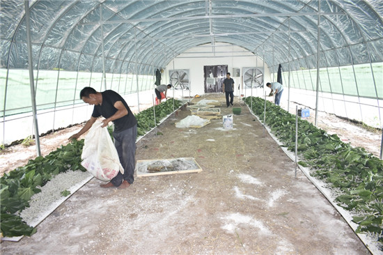 【B】河南汝州夏店鎮：桑蠶種植産業實現農戶增收致富