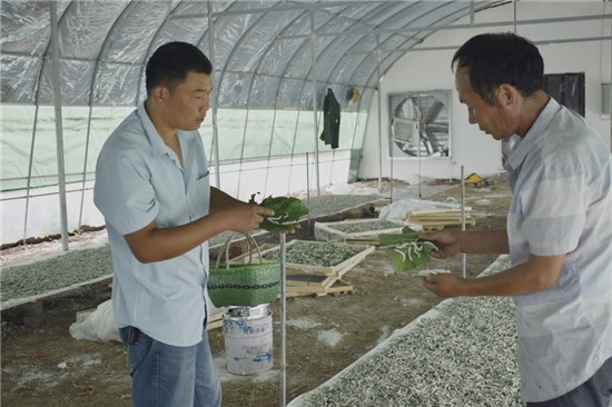【B】河南汝州夏店镇：桑蚕种植产业实现农户增收致富