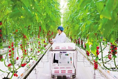 河北高碑店：瞄準京津大市場 踏上農業“新賽道”