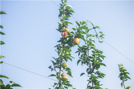 【B】三門峽市湖濱區：背靠梨樹好“乘涼”