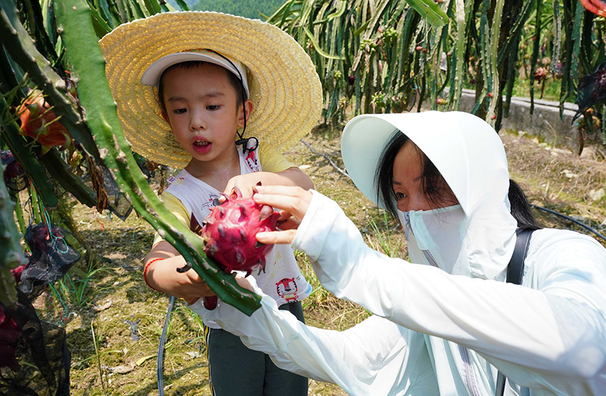 广西融水：火龙果熟了 乡村游火了