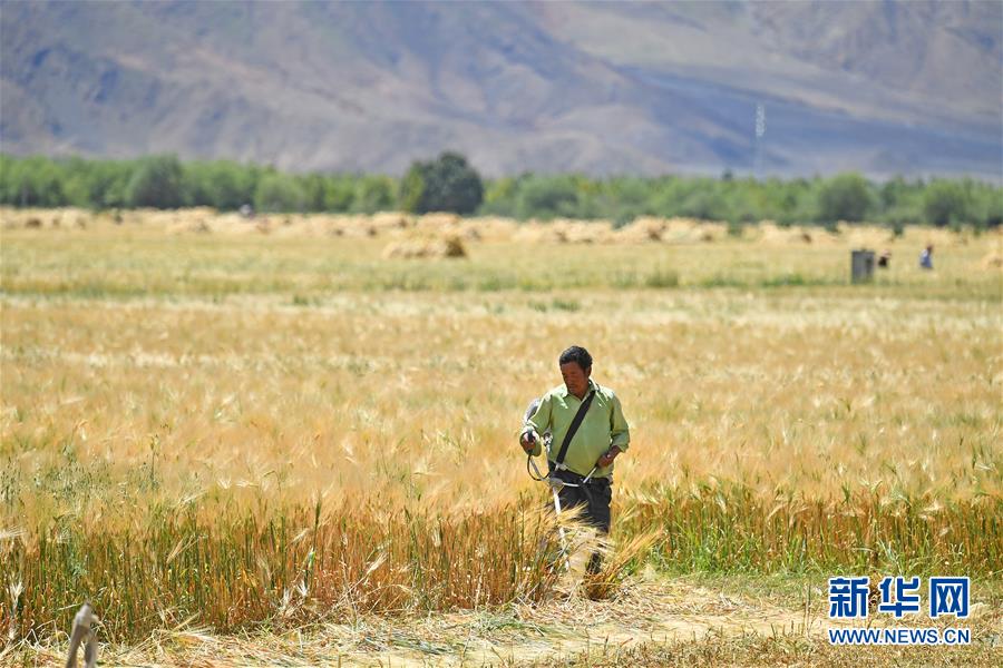 日喀则：西藏粮仓 大地铺金