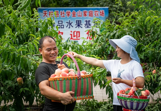 貴州天柱：新型家庭農場激活鄉村産業振興_fororder_天柱縣社學街道桃李農場負責人在采收脆桃。