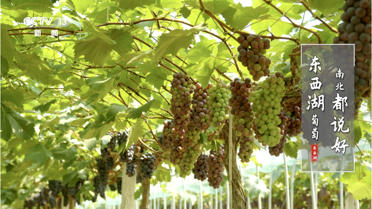 荣登央视 武汉市农产品知名度再提升  区域公共品牌创建驶入快车道