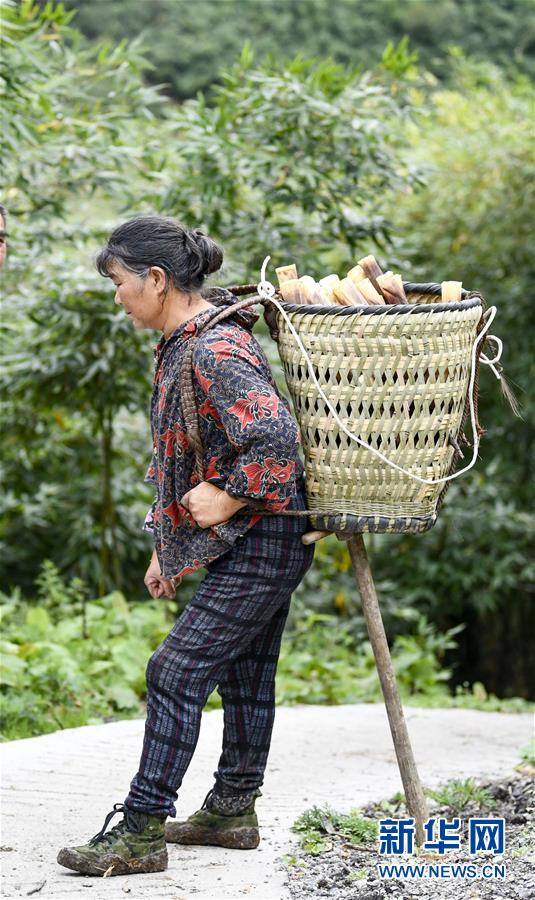 重慶南川:大山深處的採筍人 重慶南川:大山深處的採筍人