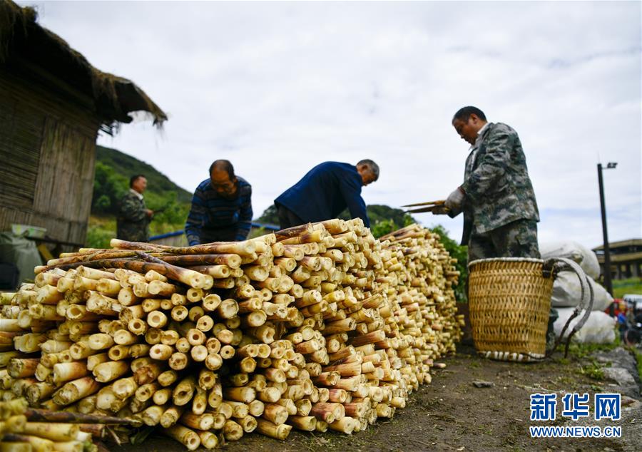 重慶南川:大山深處的採筍人 重慶南川:大山深處的採筍人