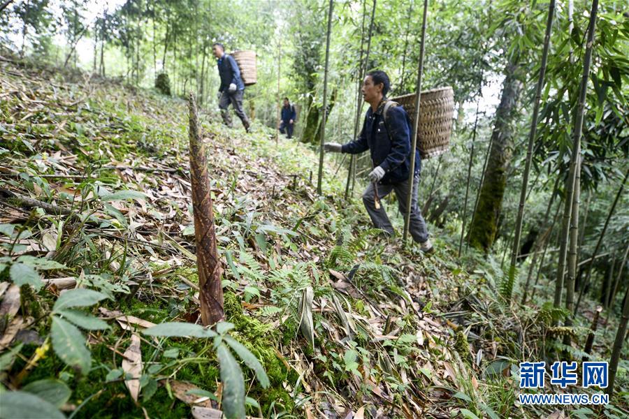 重慶南川:大山深處的採筍人 重慶南川:大山深處的採筍人