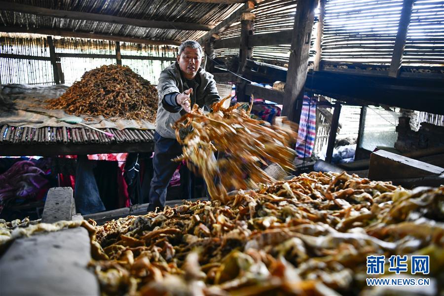 重慶南川:大山深處的採筍人 重慶南川:大山深處的採筍人