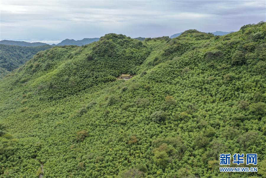 重慶南川:大山深處的採筍人 重慶南川:大山深處的採筍人