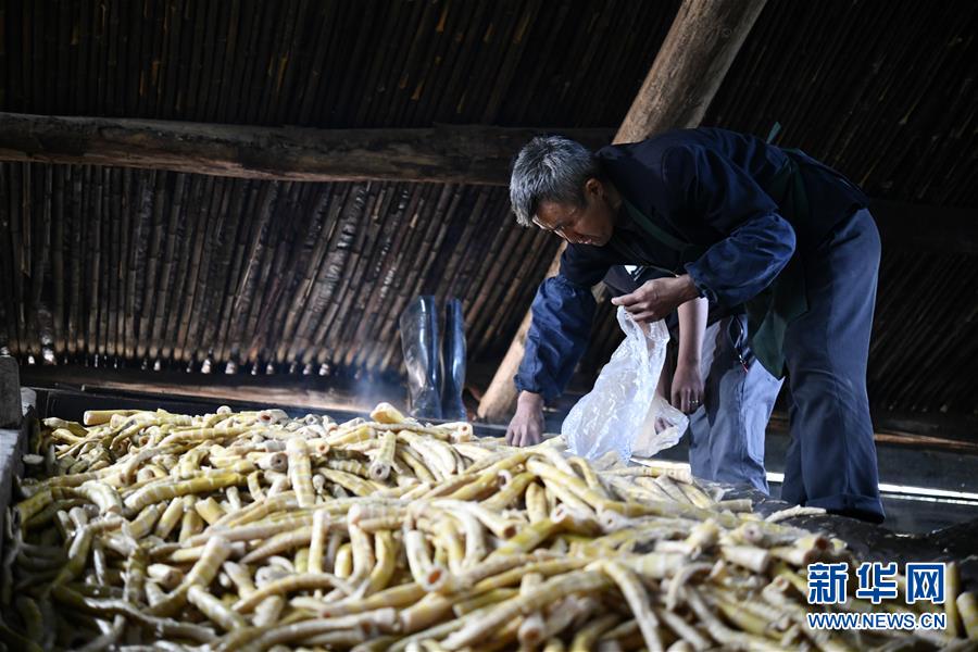 重慶南川:大山深處的採筍人 重慶南川:大山深處的採筍人