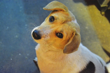 日本“蓉漂”龙哥 开家深夜食堂挣“人心币”