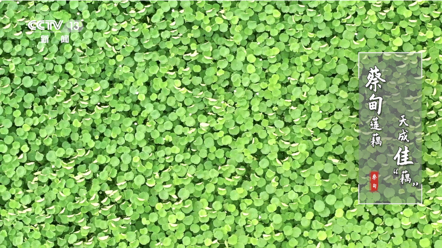 荣登央视 武汉市农产品知名度再提升  区域公共品牌创建驶入快车道