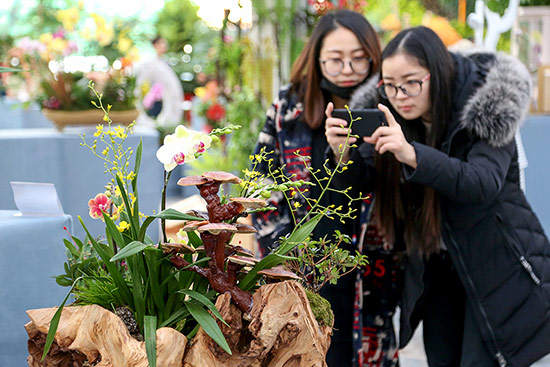 2018迎春年宵花展花鄉開幕 北京本地花卉佔據半壁江山