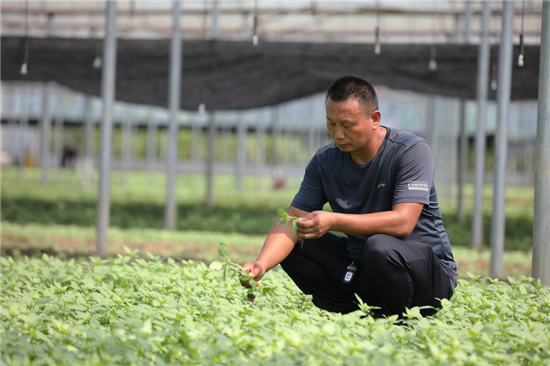 信陽市平橋區：“合作社+特色農業”繪就富民新畫卷_fororder_圖片8