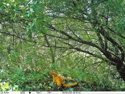 【城市远洋】河南省首次发现世界濒危物种黄腹鼬