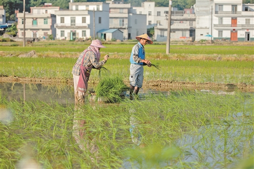 廣西天等縣：都康富硒米 田野播新秧