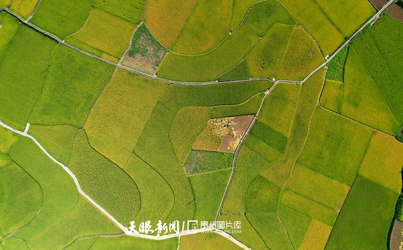 贵州兴义：万峰林下“丰”景美