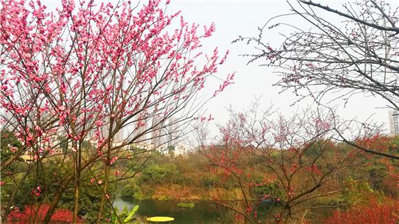 彩云湖看花图片