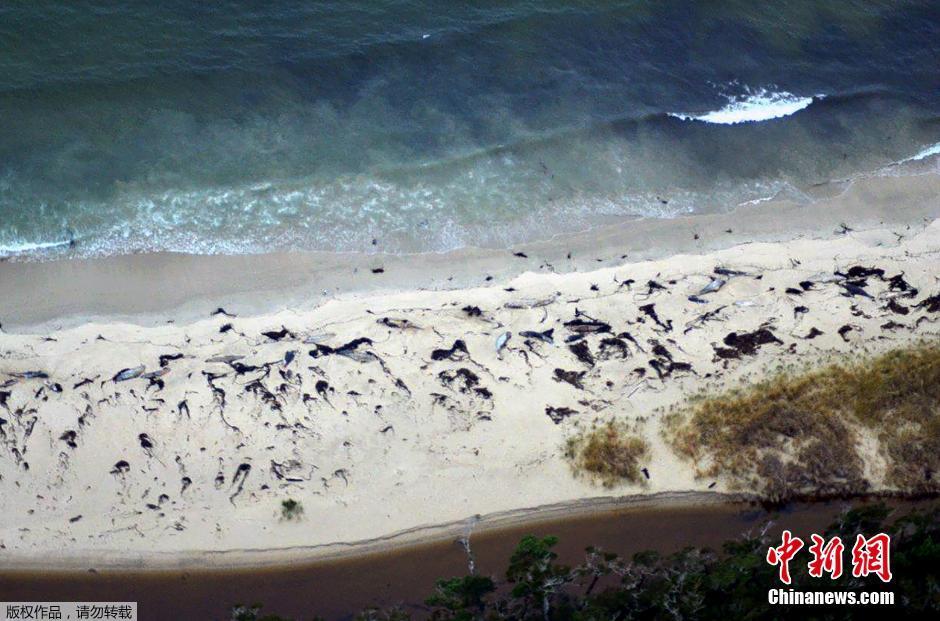 智利海滩现大量死鲸