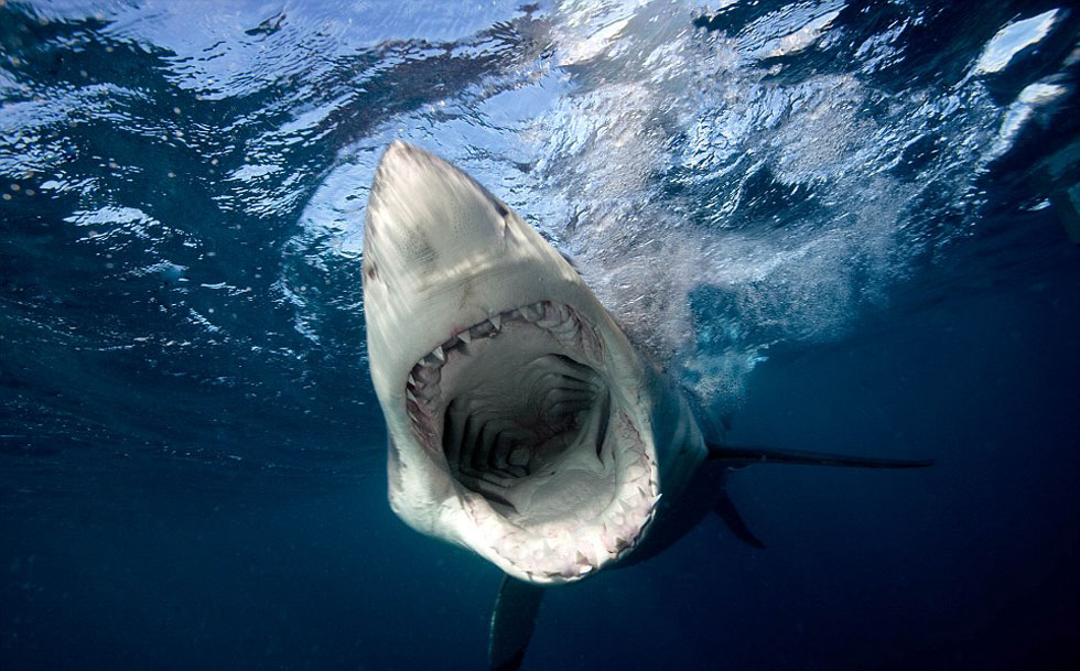 美国男子环球旅行近距离拍摄恐怖大白鲨高清组图