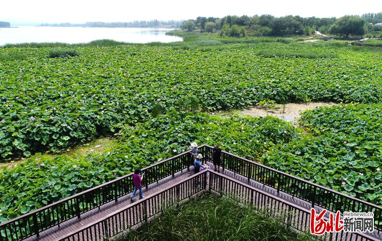 河北懷來：濕地避暑遊逐漸升溫