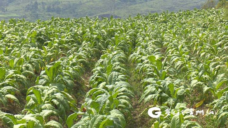 貴州貞豐：2.7萬畝烤煙進入采收期 新技術助農減工降本促增收