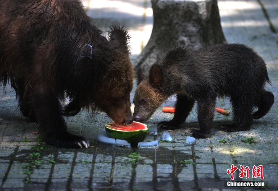 重慶發佈“高溫橙色預警” 動物吃冰鎮水果解暑