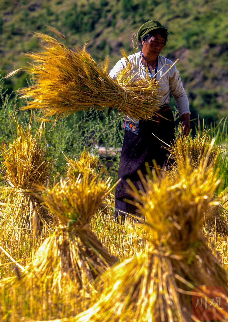 图集川西高原进入青稞收获季