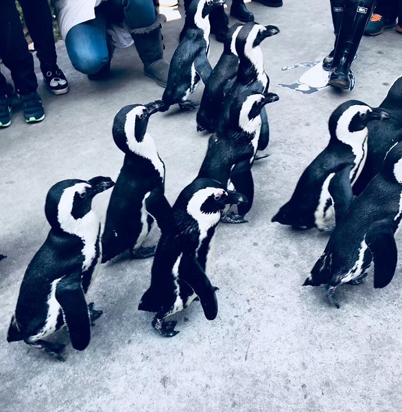 小可爱们:22只企鹅漫步上海动物园