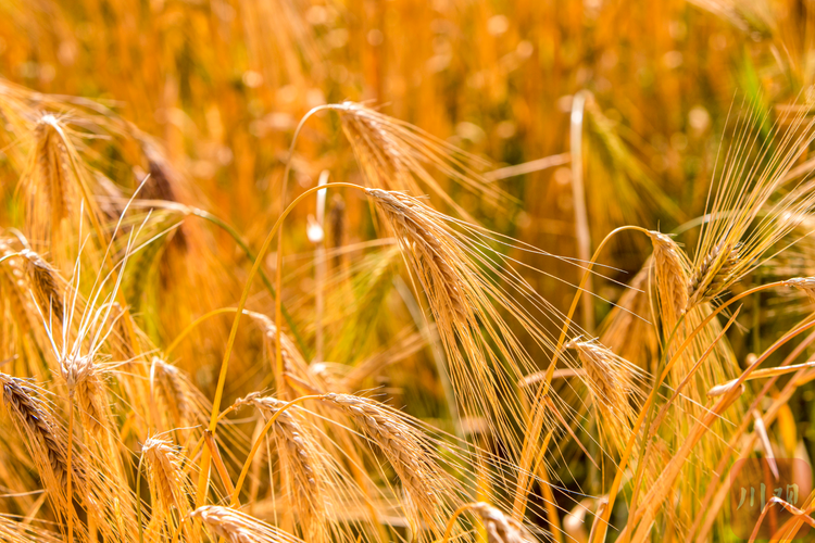 成熟的青稞等待收割金黄的青稞与民居构成了秋日藏乡美丽画卷青稞地里