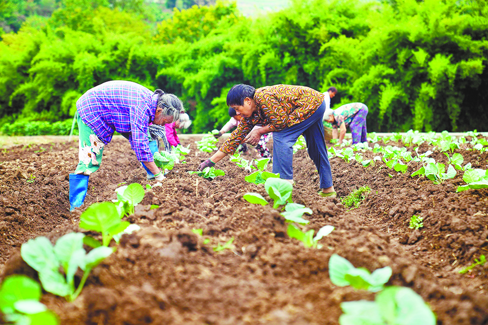 重慶全力以赴打贏秋糧豐收保衛戰