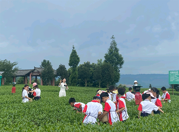 眉山洪雅:青杠坪·茶客空间又添"新身份"_fororder_茶园研学-供图