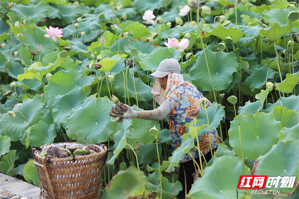 湖南道县：莲叶何田田 立秋采莲忙