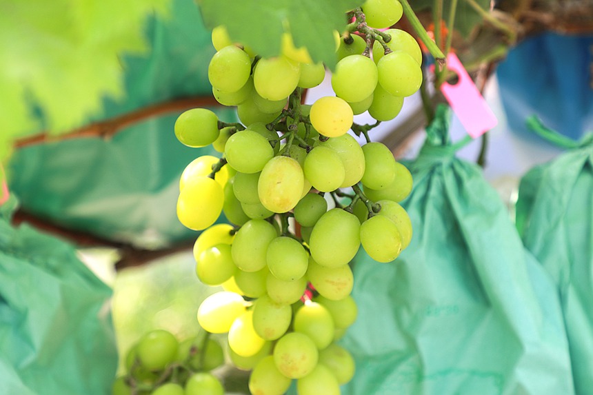 南寧市興寧區：“陽光玫瑰”葡萄喜獲豐收