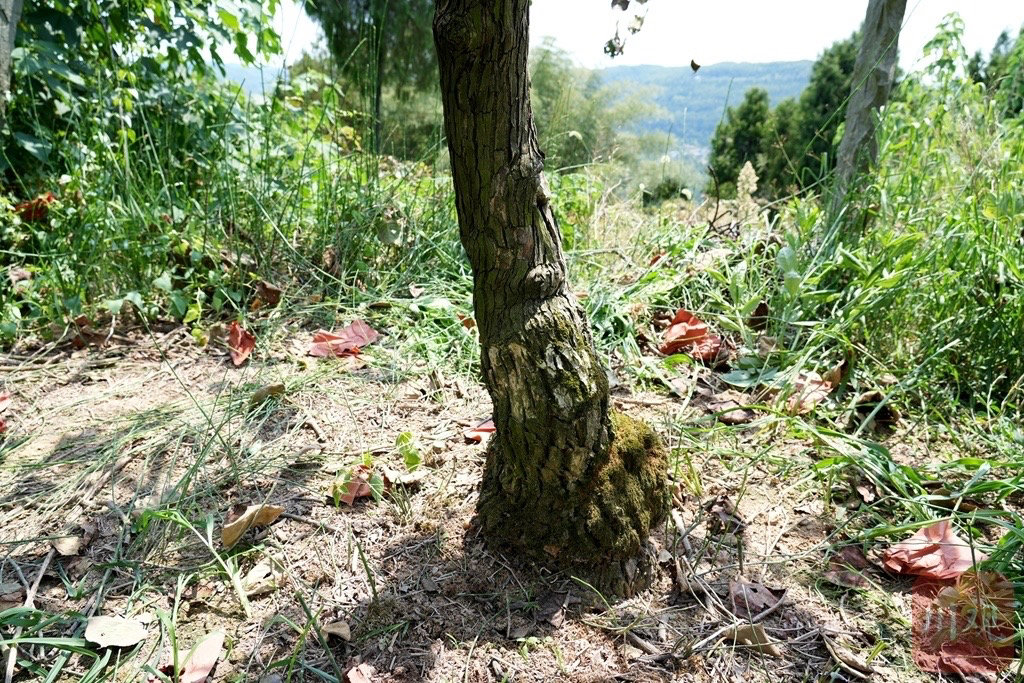 （转载）深一度丨红心猕猴桃原产地能否守住“第一县”招牌