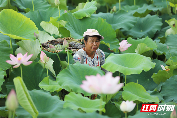 湖南道县：莲叶何田田 立秋采莲忙