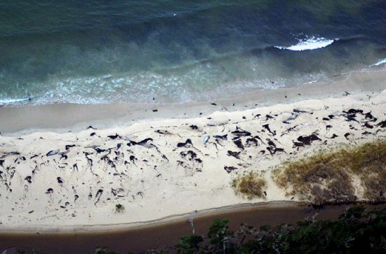 智利再发鲸鱼集体死亡事件 南部海滩现70具尸体