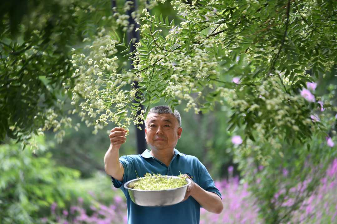 迁安：满城尽是槐花香